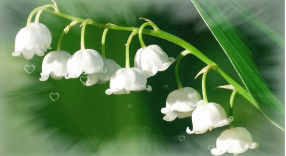 fram muguet